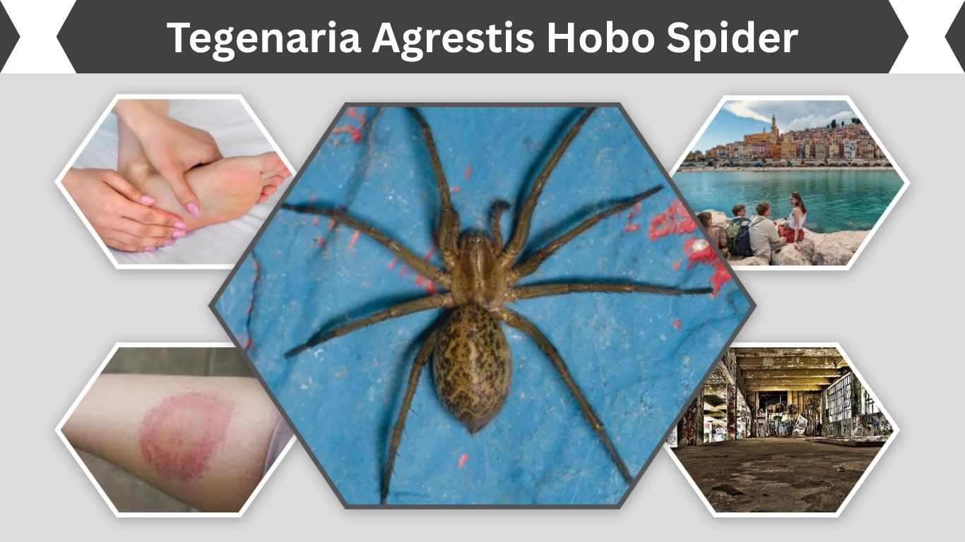Tegenaria Agrestis Hobo Spider: Identification, Habitat and Safety