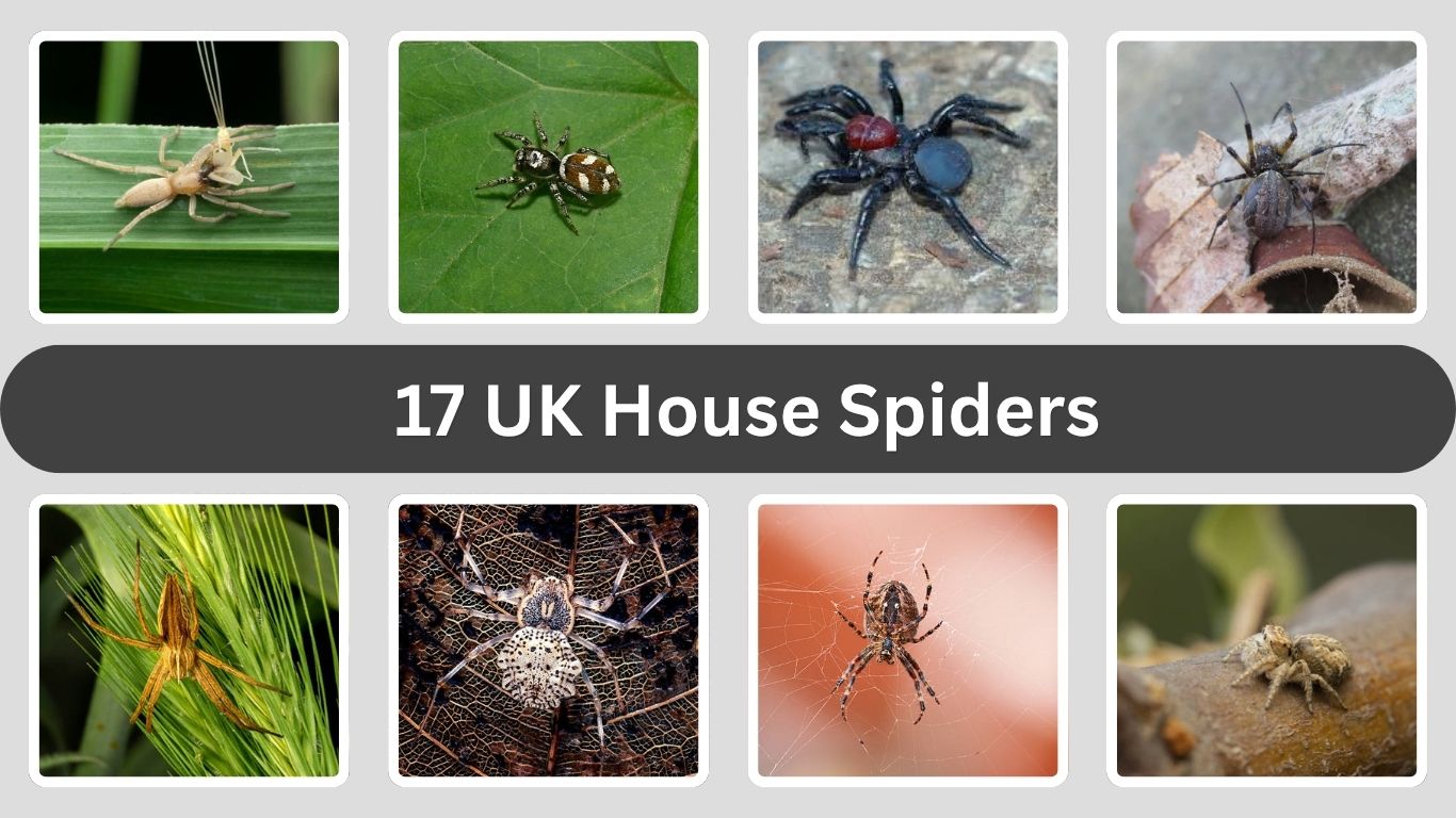 17 UK House Spiders: Identification, Size & Are They Dangerous?