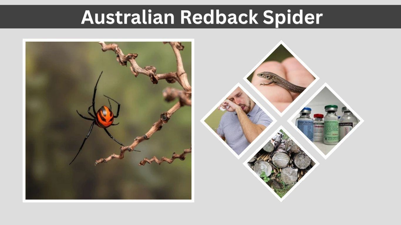 Australian Redback Spider Habitat, Bite and Treatment