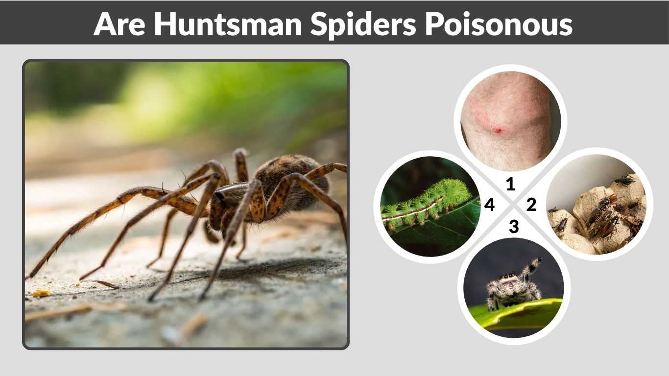 Are Huntsman Spiders Poisonous or Dangerous?Facts You Should Know
