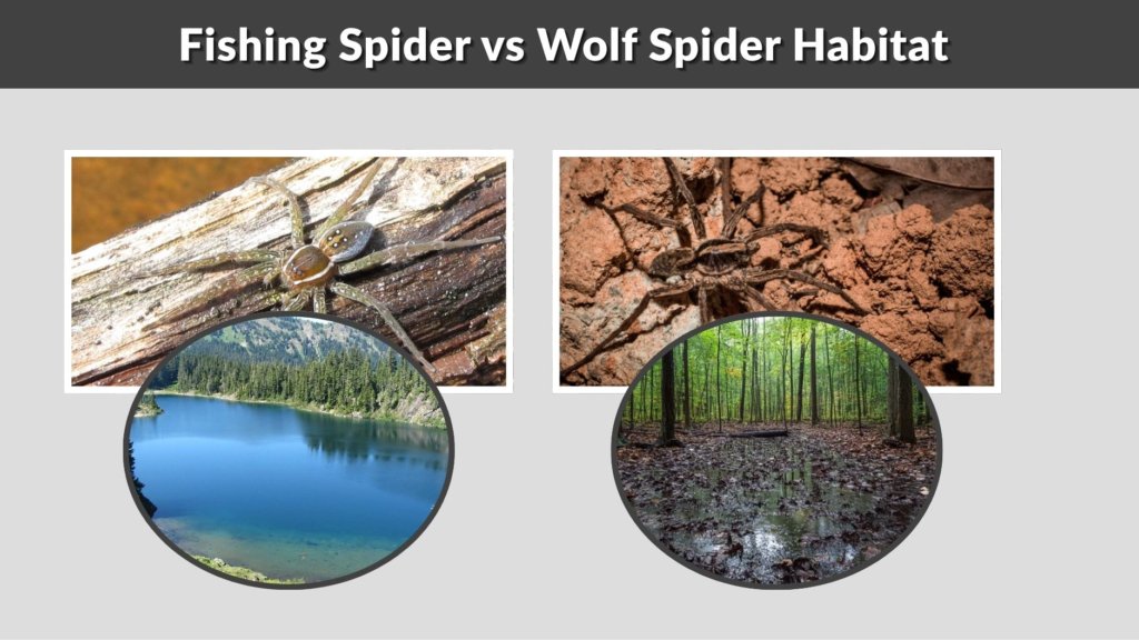 Fishing Spider vs Wolf Spider Habitat