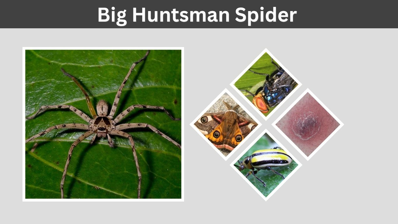 Big Huntsman Spider Facts and Giant Size Guide