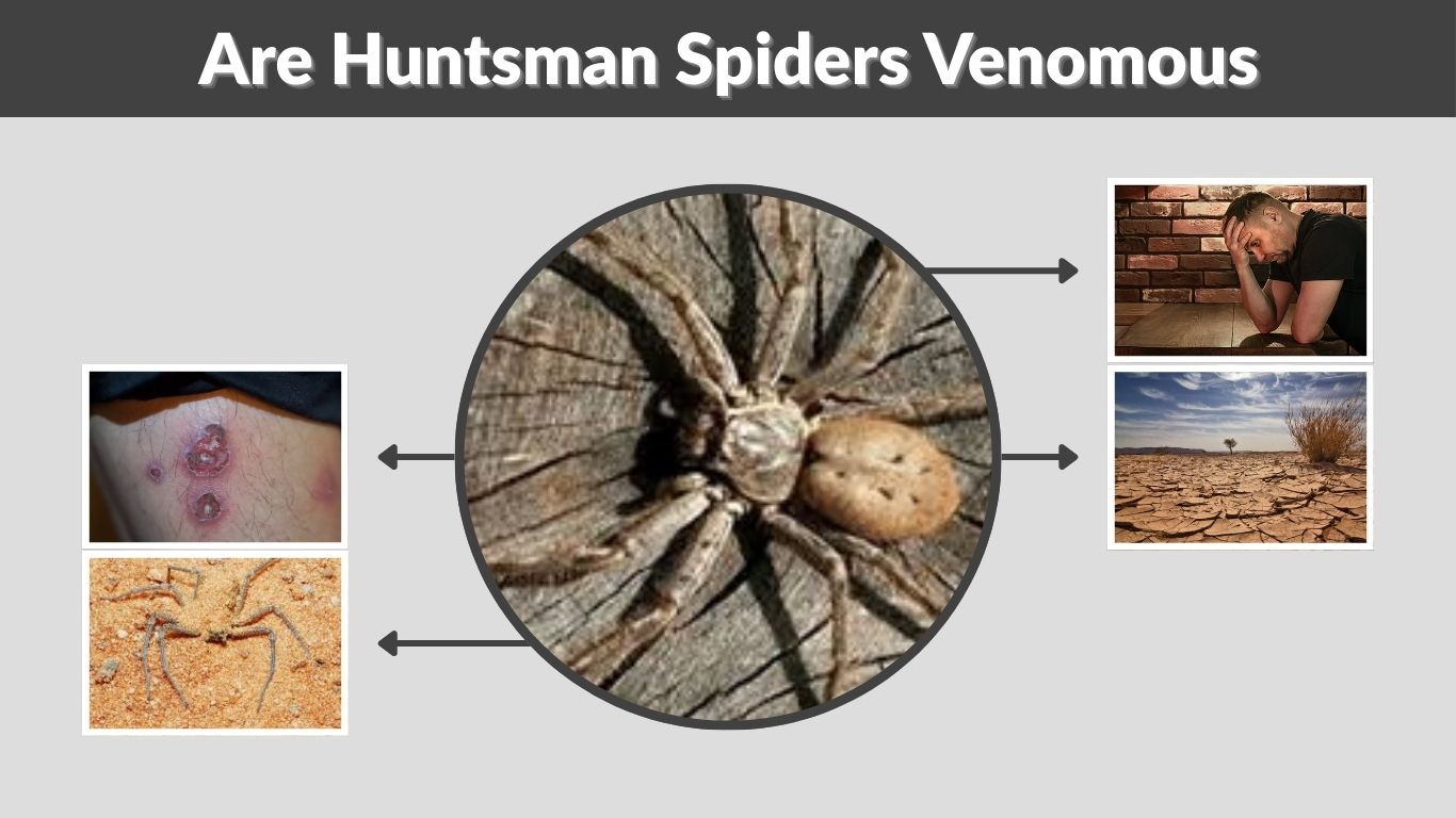 Are Huntsman Spiders Venomous or Dangerous to Humans?