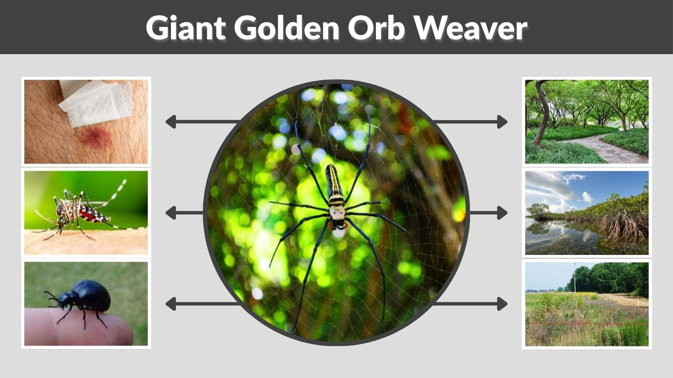 Giant Golden Orb Weaver Size, Bite and Venom Facts