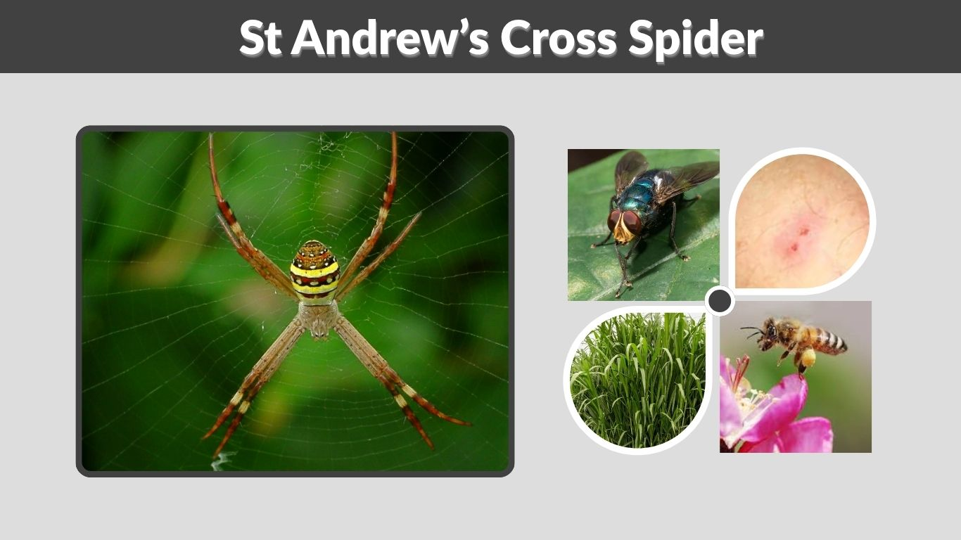 St Andrew’s Cross Spider Facts, Bite and Habitat