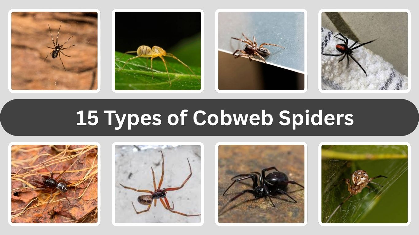 15 Types of Cobweb Spiders: Habitat, Diet, Size and Pictures 