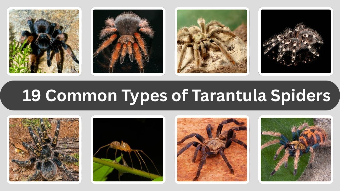 19 Common Types of Tarantula Spiders: Identification with Pictures