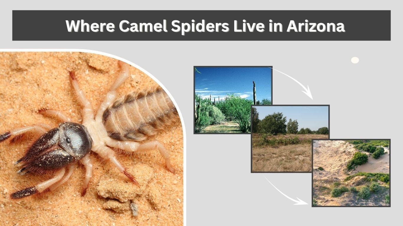 Spider Ranch Az Arizona Camel Spider Facts and Bite Identification Guide