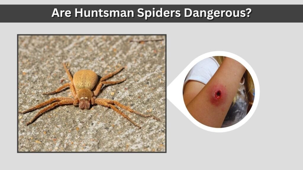 Are Huntsman Spiders Dangerous?