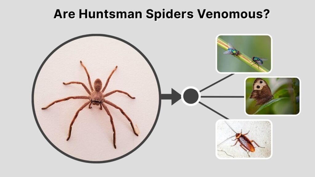 Are Huntsman Spiders Venomous?