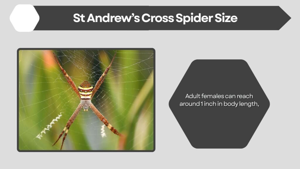 St Andrew’s Cross Spider Size