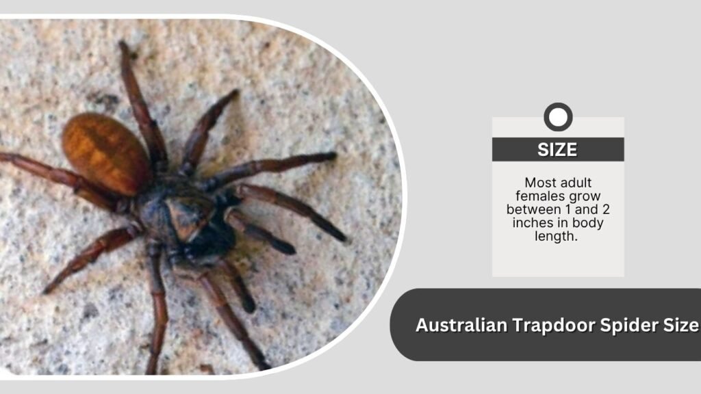 Australian Trapdoor Spider Size