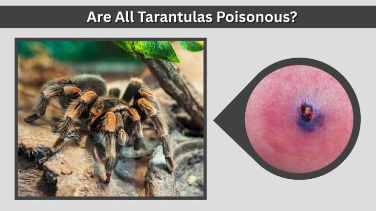 Are Tarantulas Poisonous to Humans? Full Guide