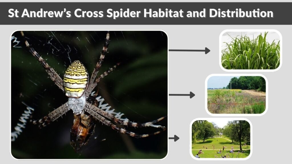 St Andrew’s Cross Spider Habitat and Distribution