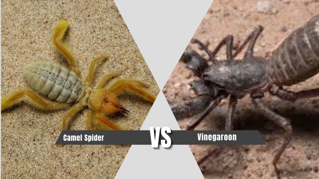 Camel Spider vs Vinegaroon