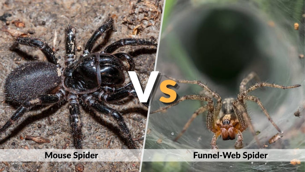Mouse Spider vs Funnel-Web Spider