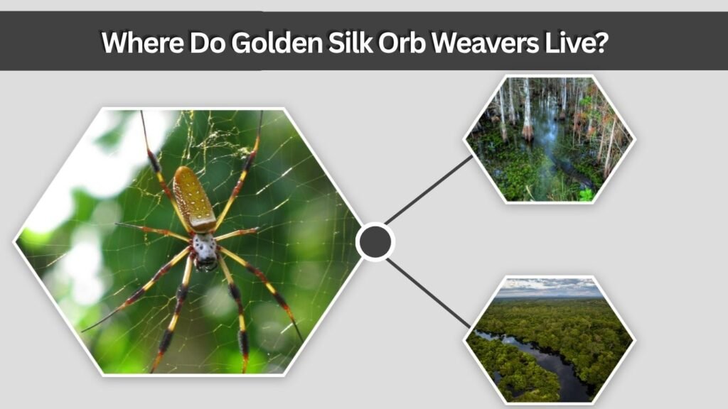 Where Do Golden Silk Orb Weavers Live?