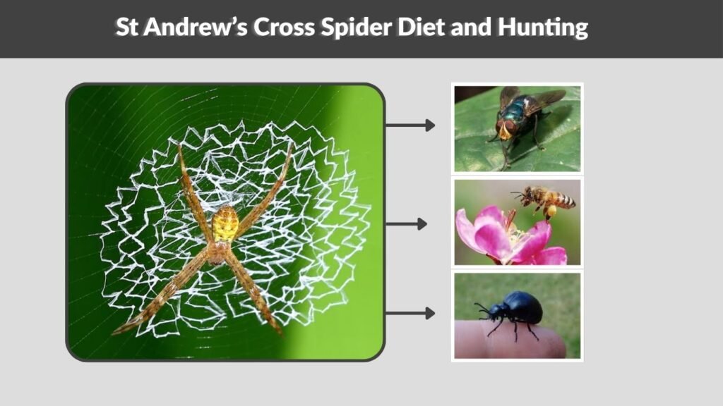 St Andrew’s Cross Spider Diet and Hunting