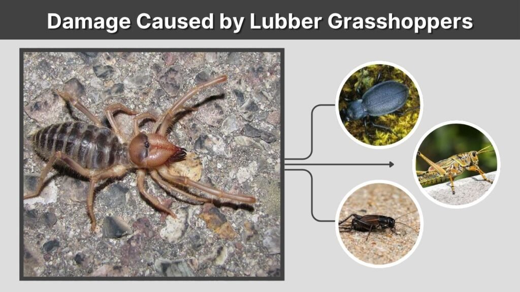 Solifugae Camel Spiders Hunting and Feeding Behavior