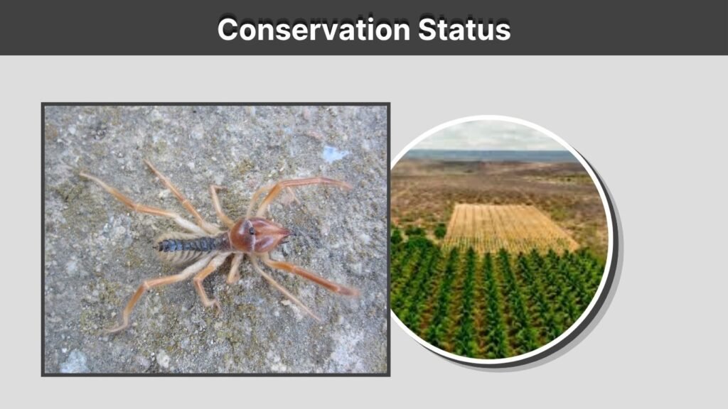 Conservation Status