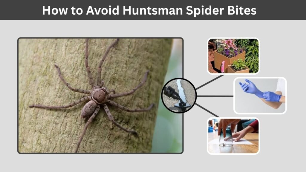 How to Avoid Huntsman Spider Bites