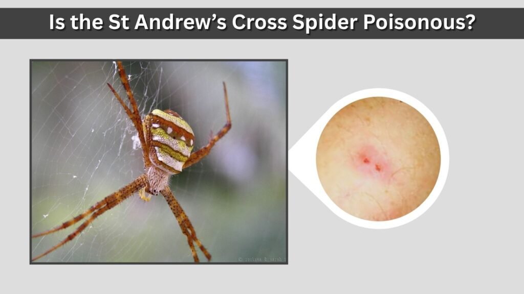 Is the St Andrew’s Cross Spider Poisonous?