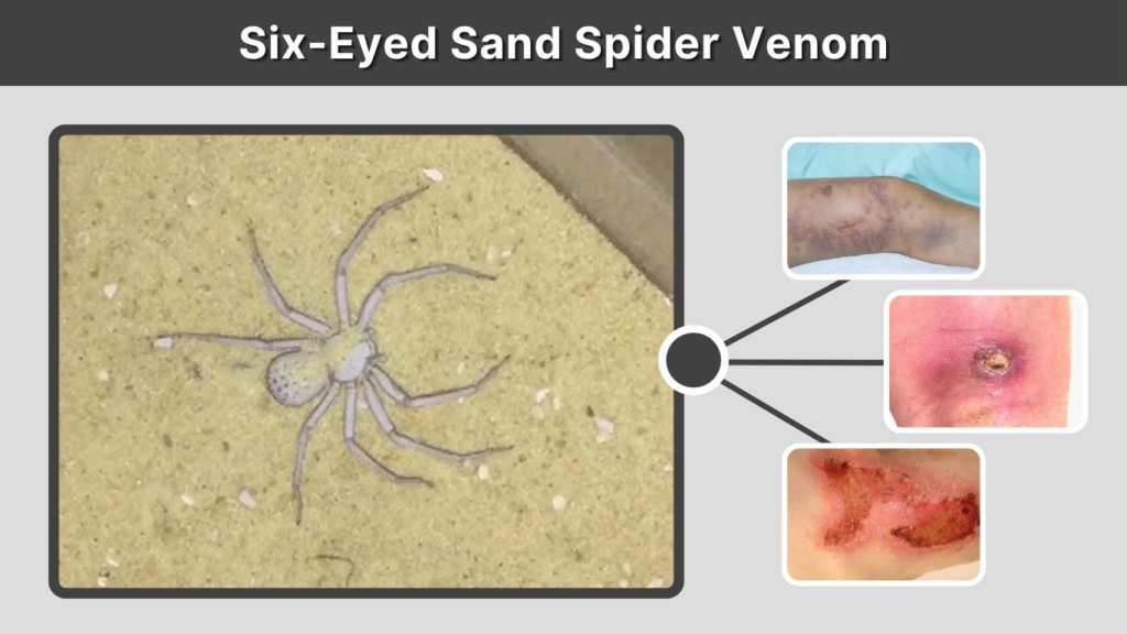 Six-Eyed Sand Spider Venom