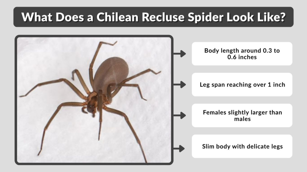 What Does a Chilean Recluse Spider Look Like?