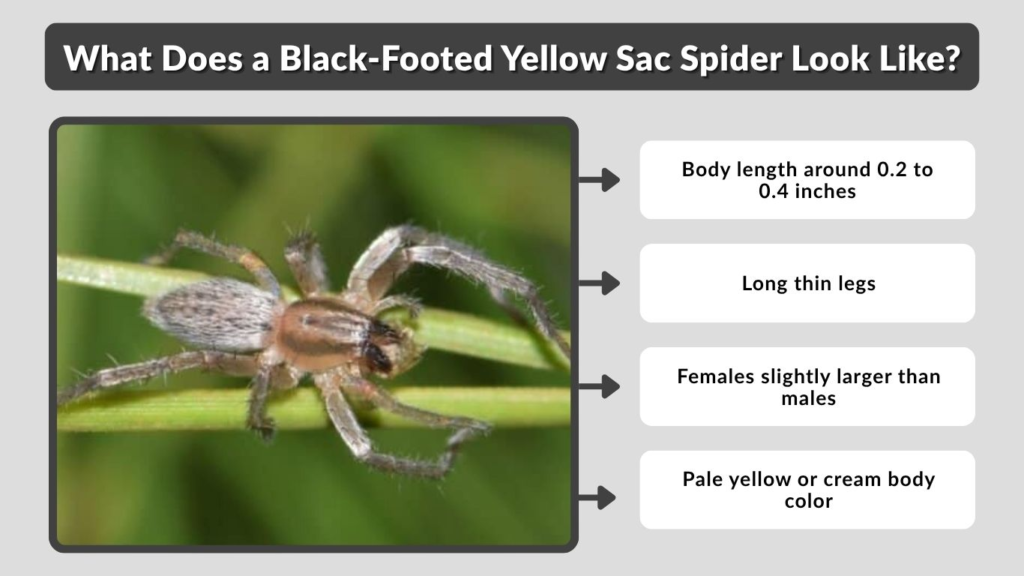 What Does a Black-Footed Yellow Sac Spider Look Like?