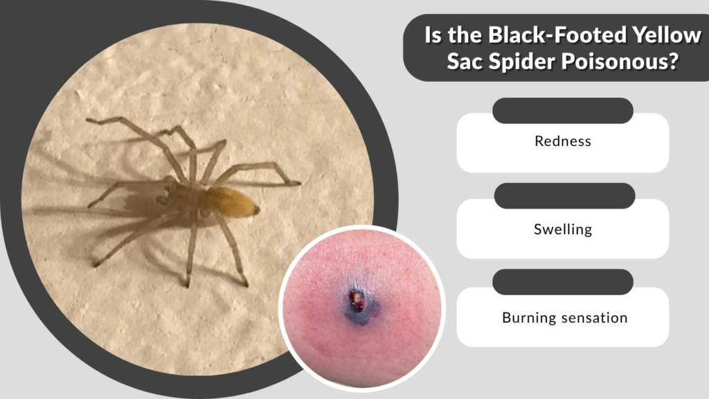 Is the Black-Footed Yellow Sac Spider Poisonous?