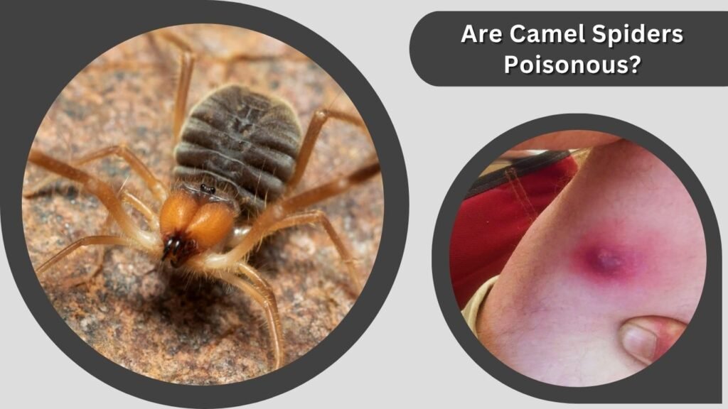 Are Camel Spiders Poisonous?