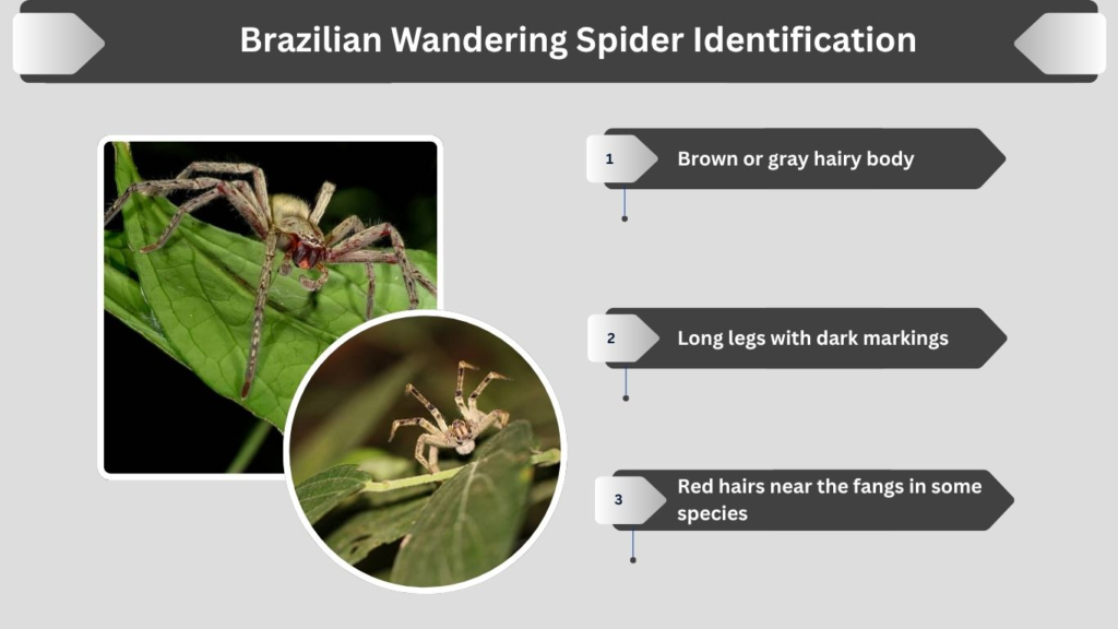 Brazilian Wandering Spider Identification