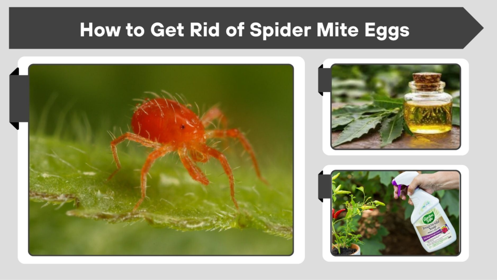 How to Get Rid of Spider Mite Eggs