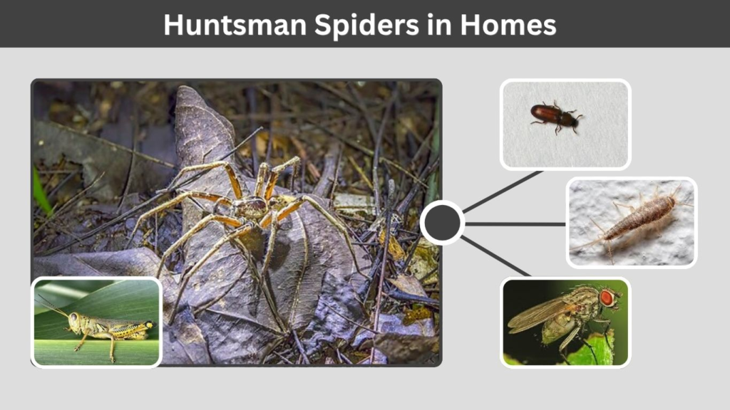 Huntsman Spiders in Homes