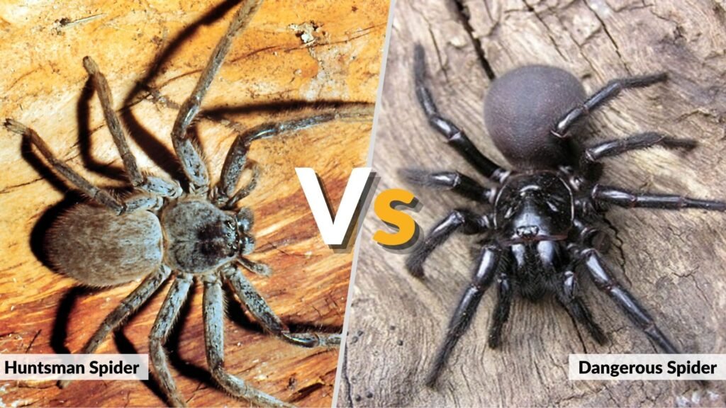 Huntsman Spider vs Dangerous Spider Species