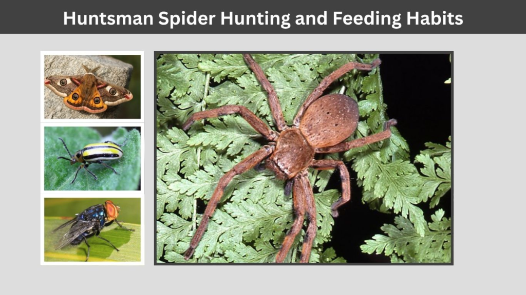 Huntsman Spider Hunting and Feeding Habits