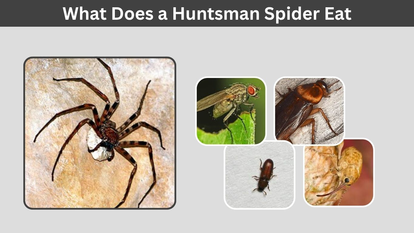 What Does a Huntsman Spider Eat? Diet Guide