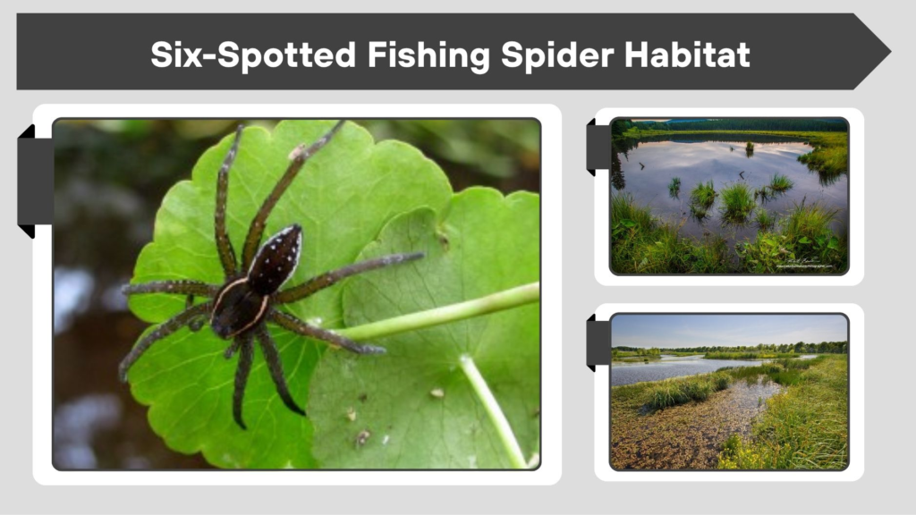 Six-Spotted Fishing Spider Habitat