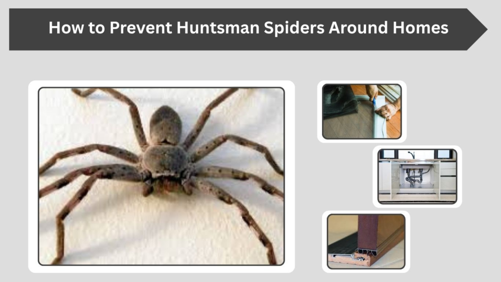 How to Prevent Huntsman Spiders Around Homes