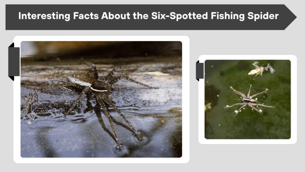 Interesting Facts About the Six-Spotted Fishing Spider