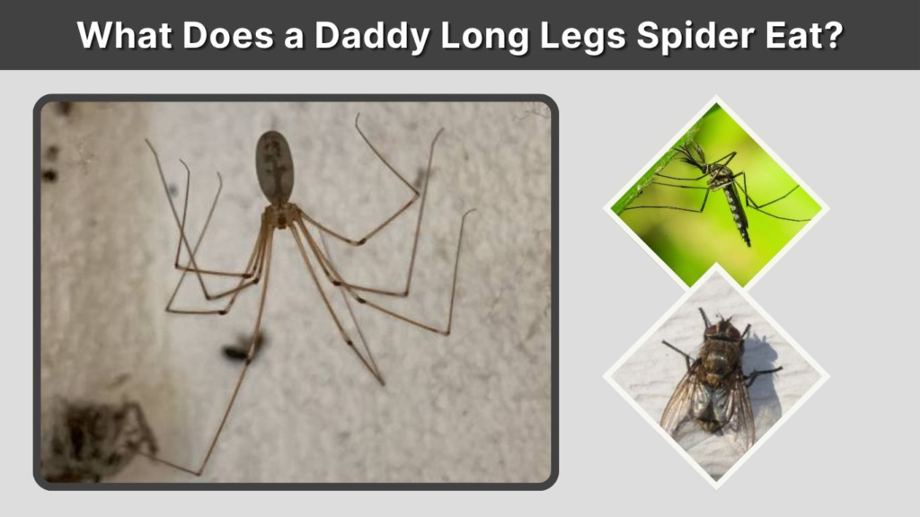 What Does a Daddy Long Legs Spider Eat?