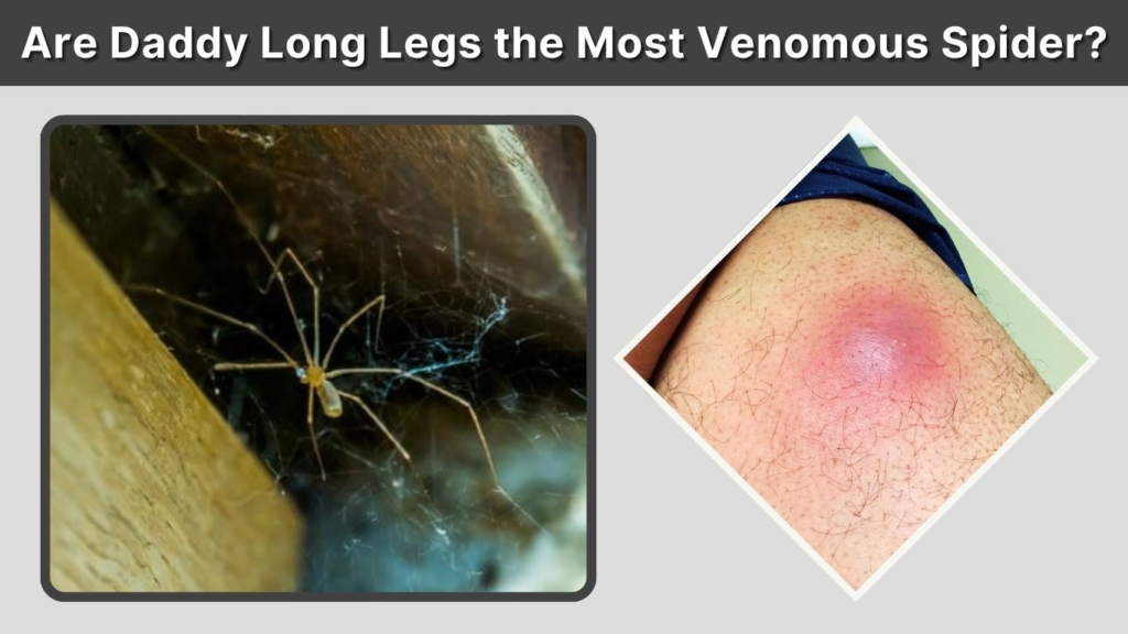 Are Daddy Long Legs the Most Venomous Spider?