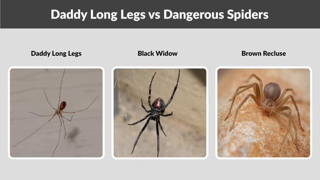 Daddy Long Legs vs Dangerous Spiders