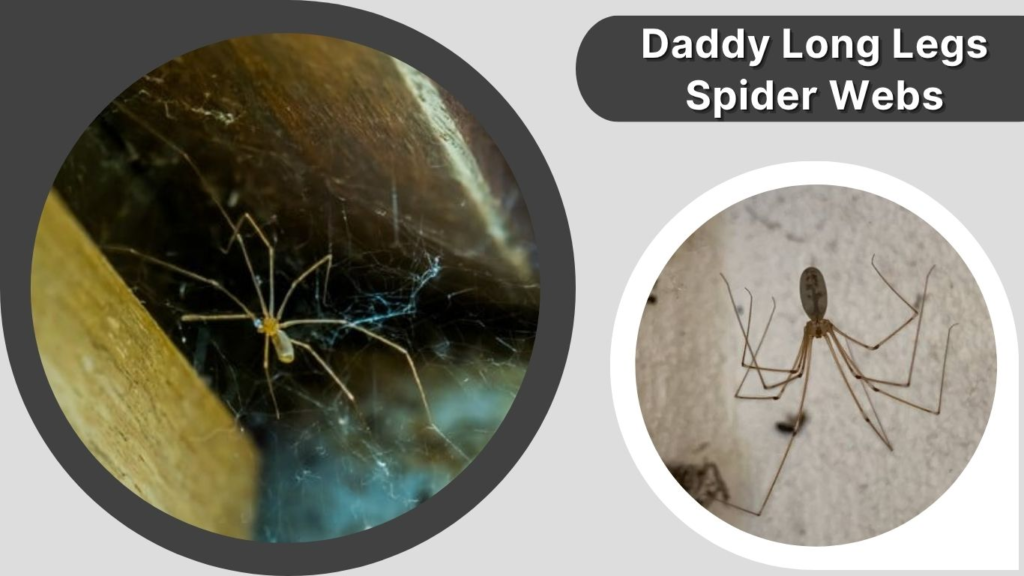 Daddy Long Legs Spider Webs