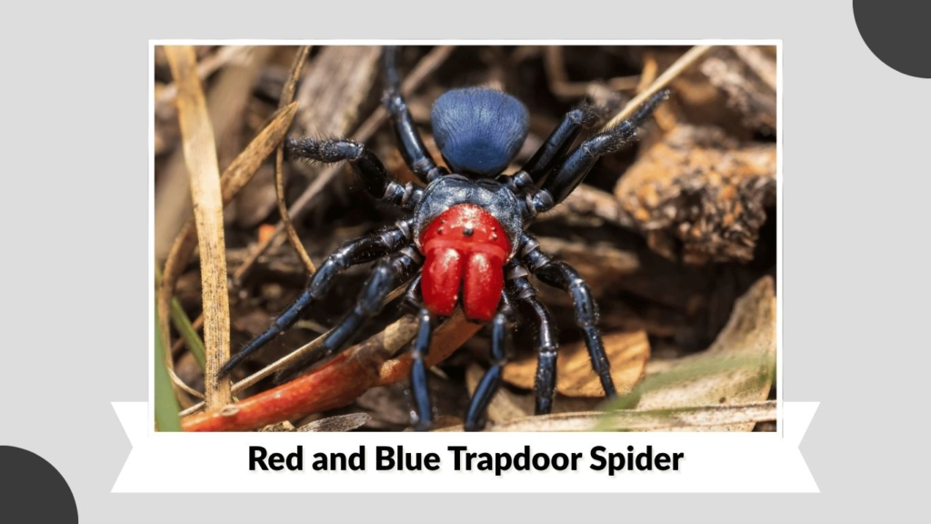 Red and Blue Trapdoor Spider in Michigan: Is It Real?