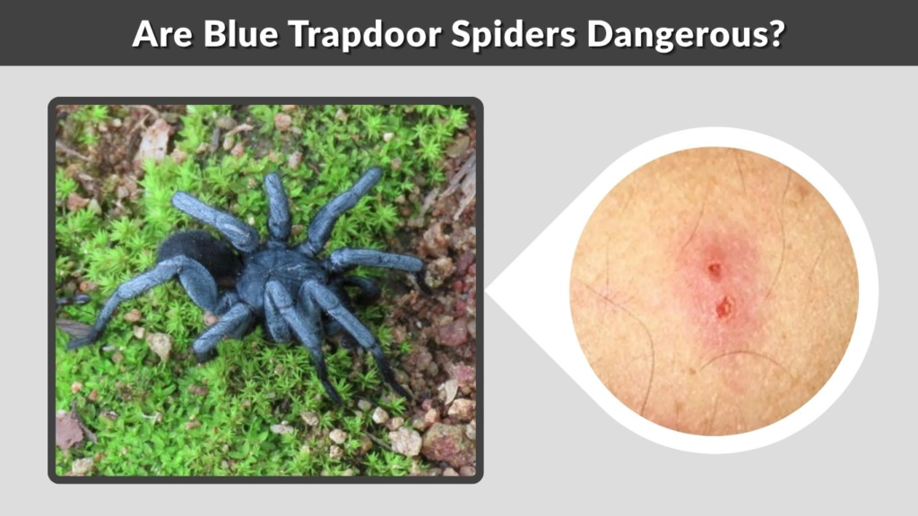Are Blue Trapdoor Spiders Dangerous?