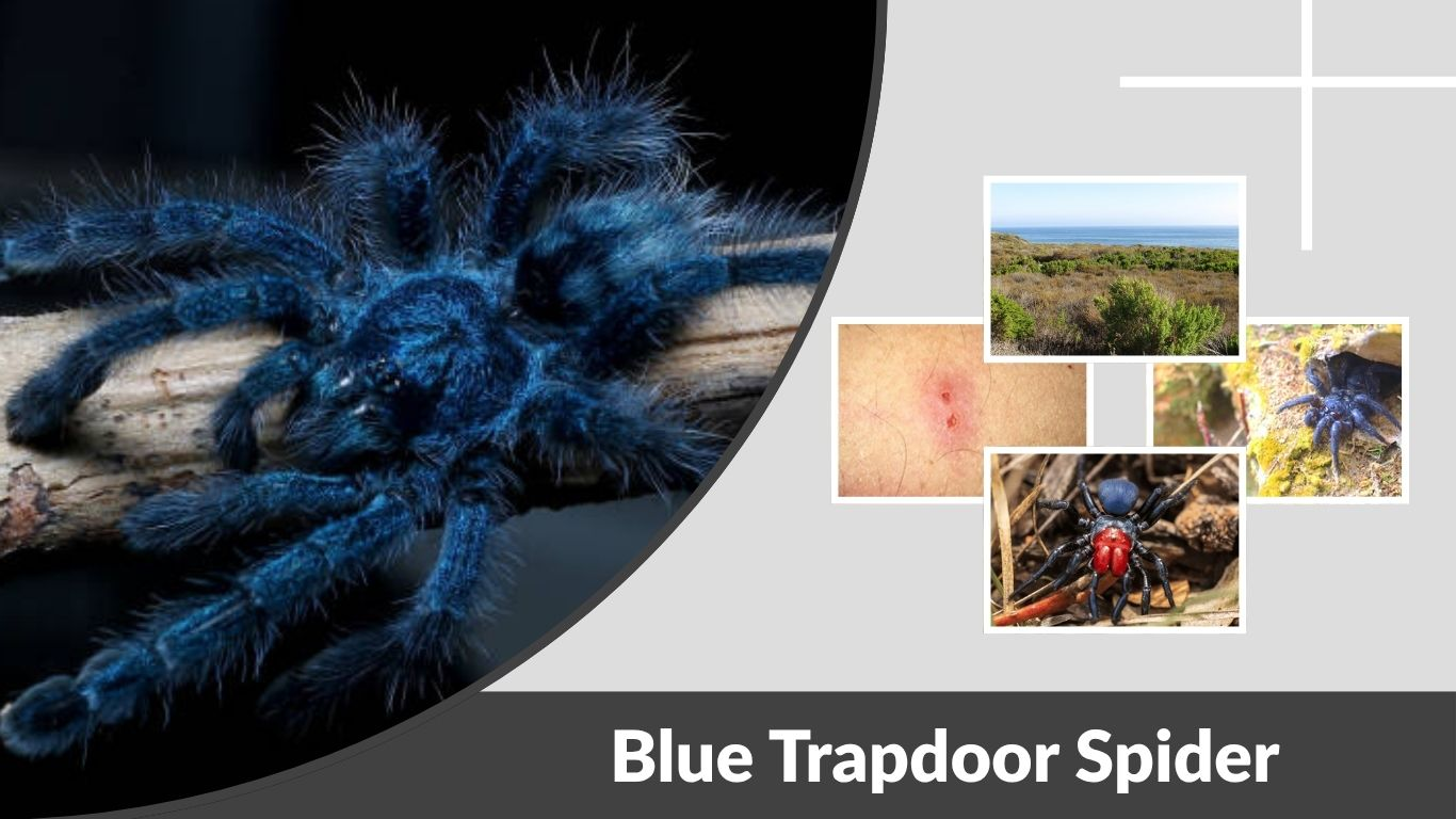 Blue Trapdoor Spider: Size, Habitat and Identification