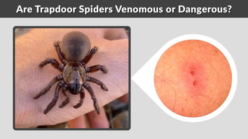 Are Trapdoor Spiders Venomous or Dangerous?