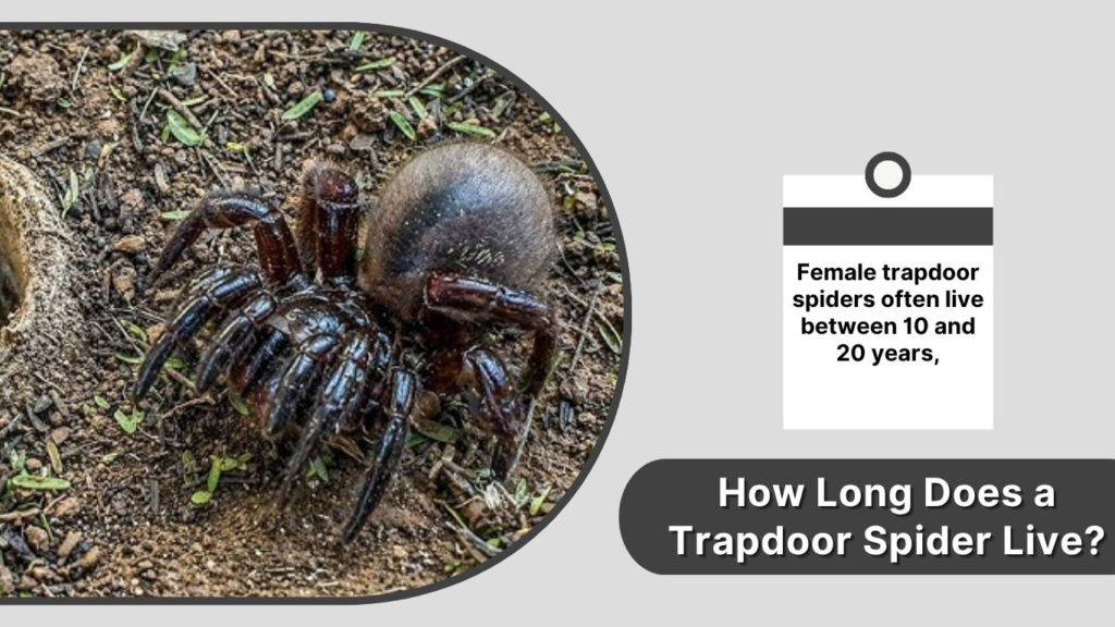 How Long Does a Trapdoor Spider Live?