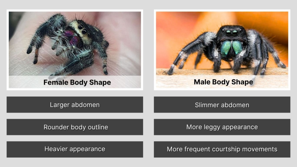Body Size and Shape Differences